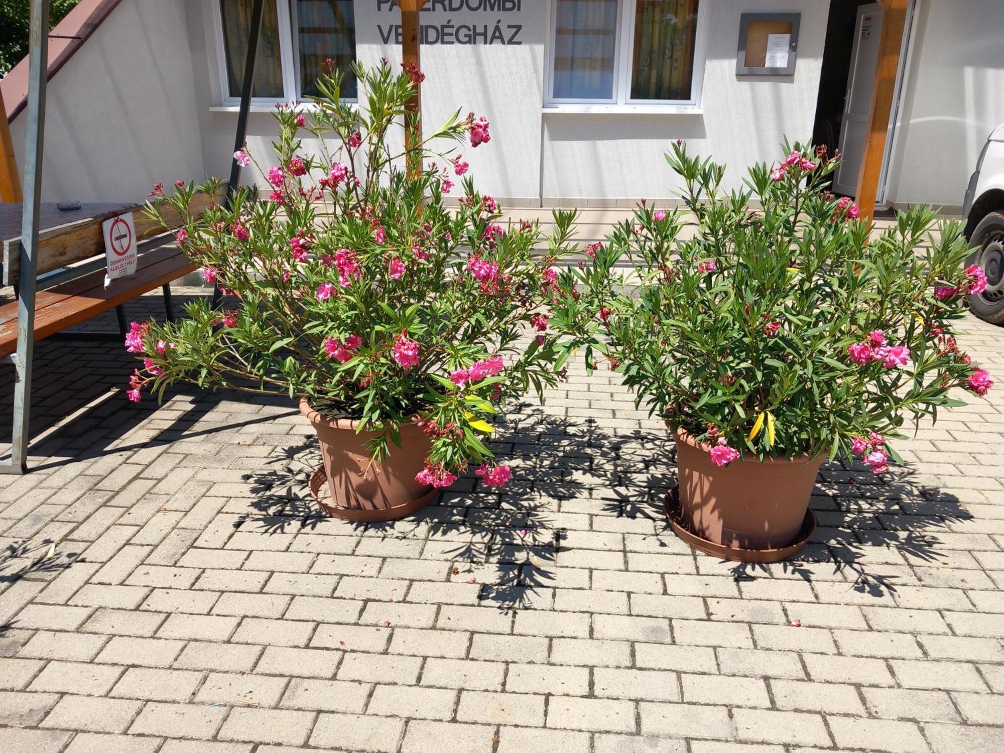 Paterdombi Vendeghaz Hotell Zalaegerszeg Exteriör bild